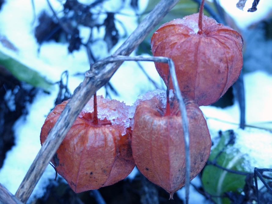 Coqueret (Amour en cage)